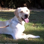 Photo de Labrador retriever