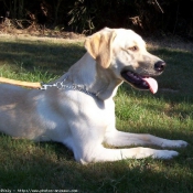 Photo de Labrador retriever