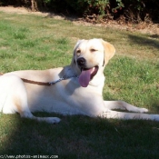 Photo de Labrador retriever