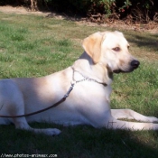 Photo de Labrador retriever