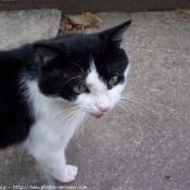 Photo de Chat domestique