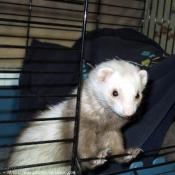 Photo de Furet