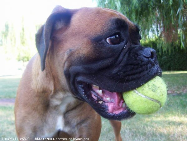 Photo de Boxer