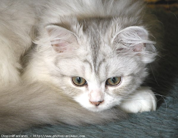 Photo de British longhair