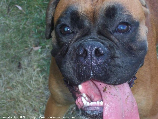 Photo de Boxer