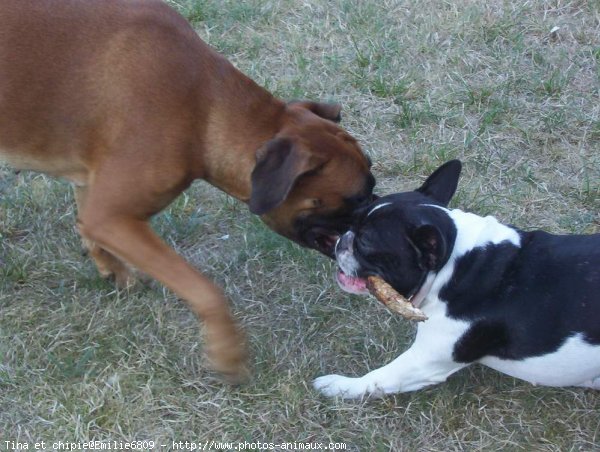 Photo de Races diffrentes