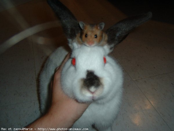 Photo de Lapin