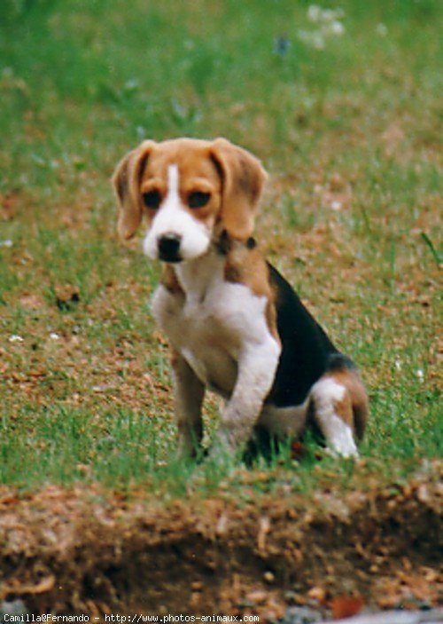 Photo de Beagle