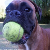 Photo de Boxer