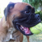 Photo de Boxer