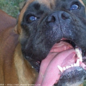 Photo de Boxer