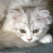 Photo de British longhair