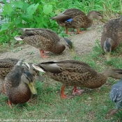 Photo de Canard