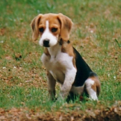 Photo de Beagle