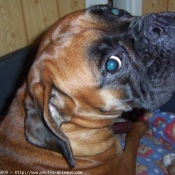 Photo de Boxer