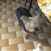 Photo de Yorkshire terrier