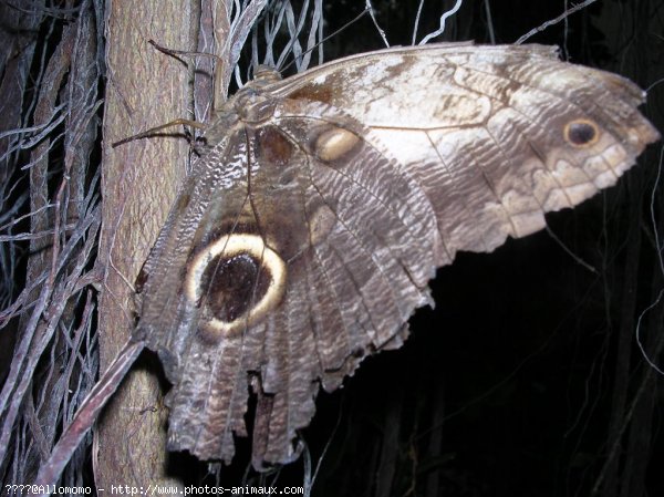 Photo de Papillon