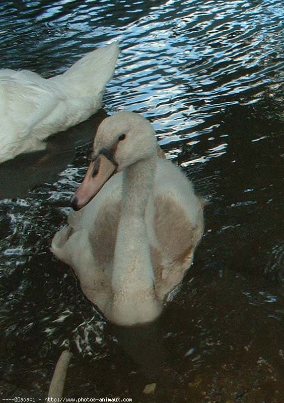 Photo de Cygne