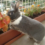 Photo de Lapin