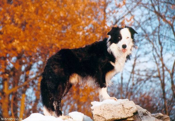 Photo de Border collie