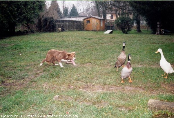 Photo de Border collie