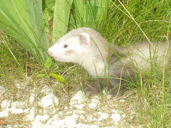 Photo de Furet