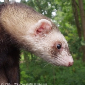 Photo de Furet