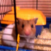 Photo de Hamster