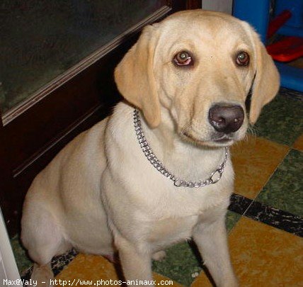 Photo de Labrador retriever