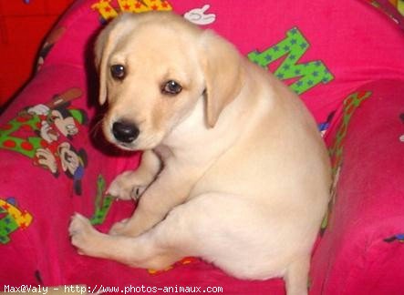 Photo de Labrador retriever