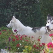 Photo de Husky siberien