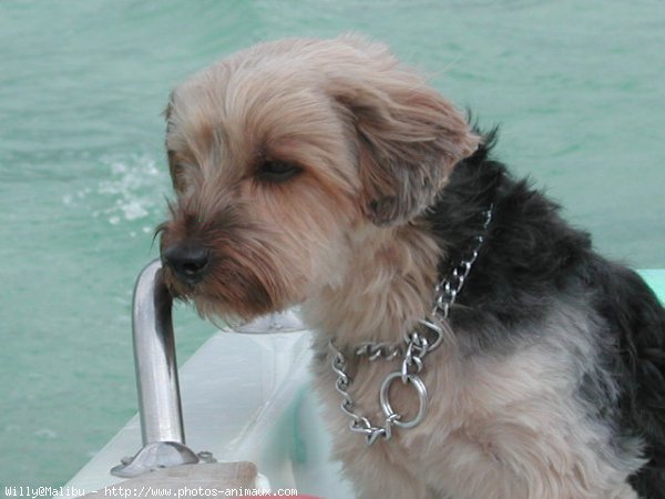 Photo de Yorkshire terrier