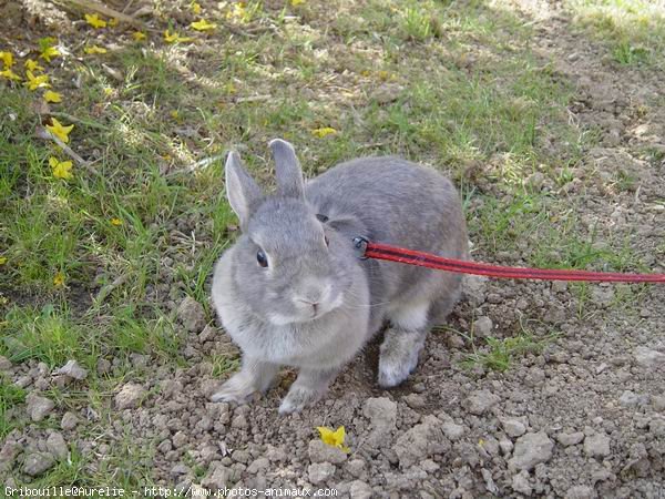 Photo de Lapin