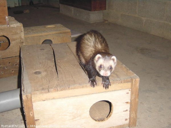 Photo de Furet