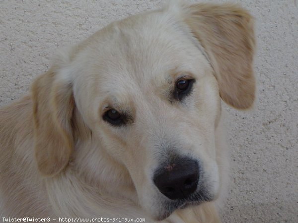 Photo de Golden retriever