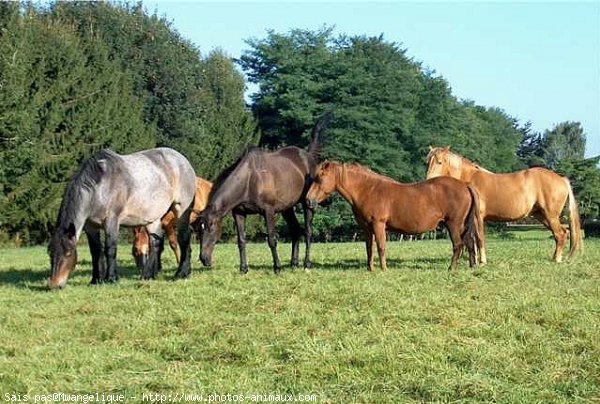 Photo de Races diffrentes