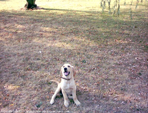 Photo de Golden retriever