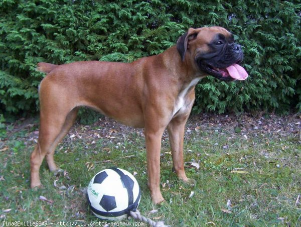 Photo de Boxer