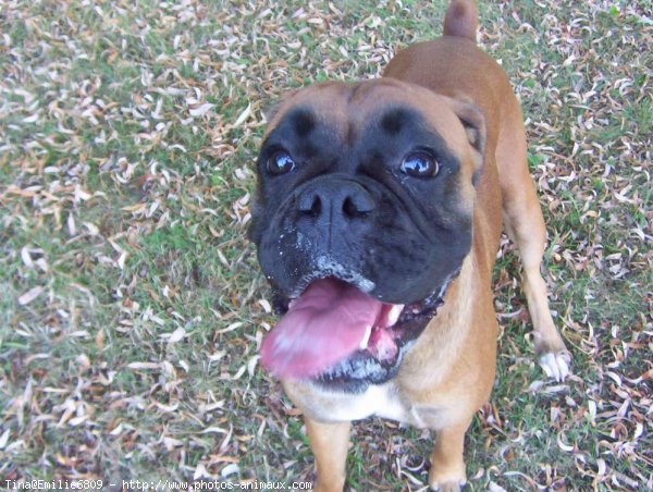 Photo de Boxer