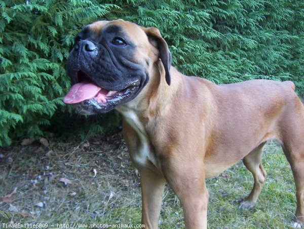 Photo de Boxer