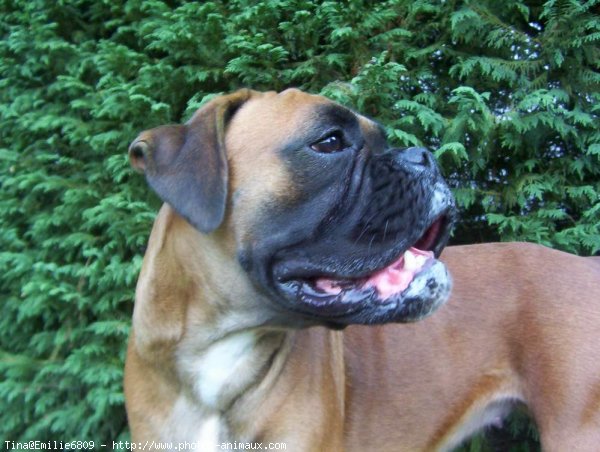 Photo de Boxer