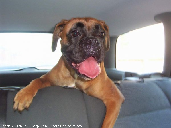 Photo de Boxer