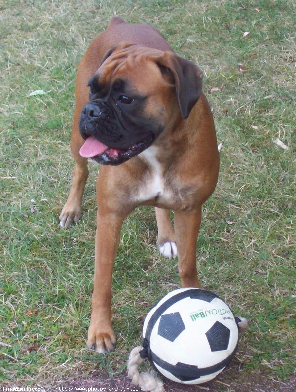 Photo de Boxer