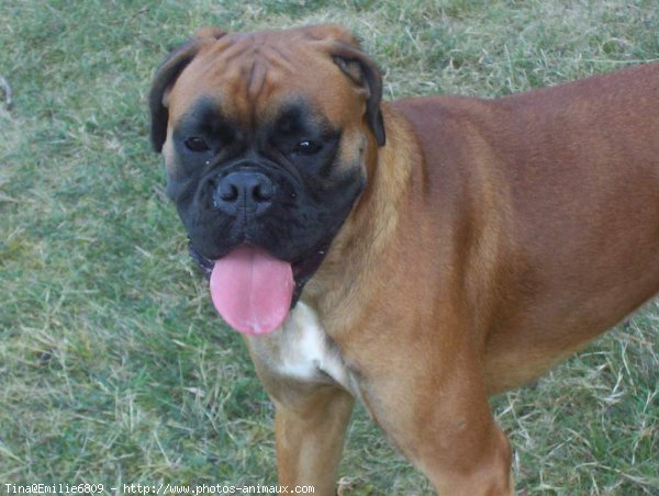 Photo de Boxer