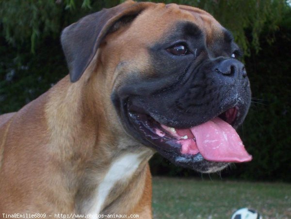 Photo de Boxer