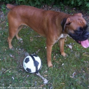 Photo de Boxer