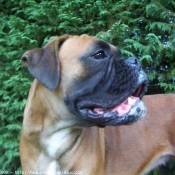 Photo de Boxer