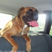 Photo de Boxer