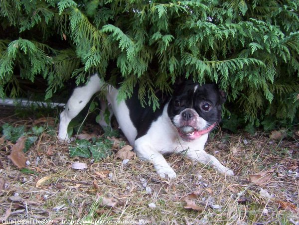 Photo de Bouledogue franais