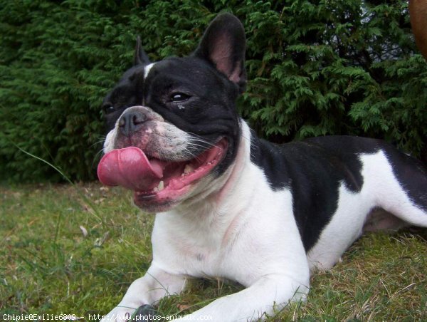 Photo de Bouledogue franais